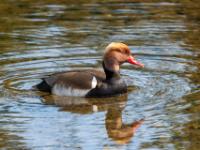 Kolbenente Männchen